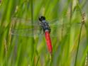Planiplax sanguiniventris (Mexican Scarlet-tail) male.jpg